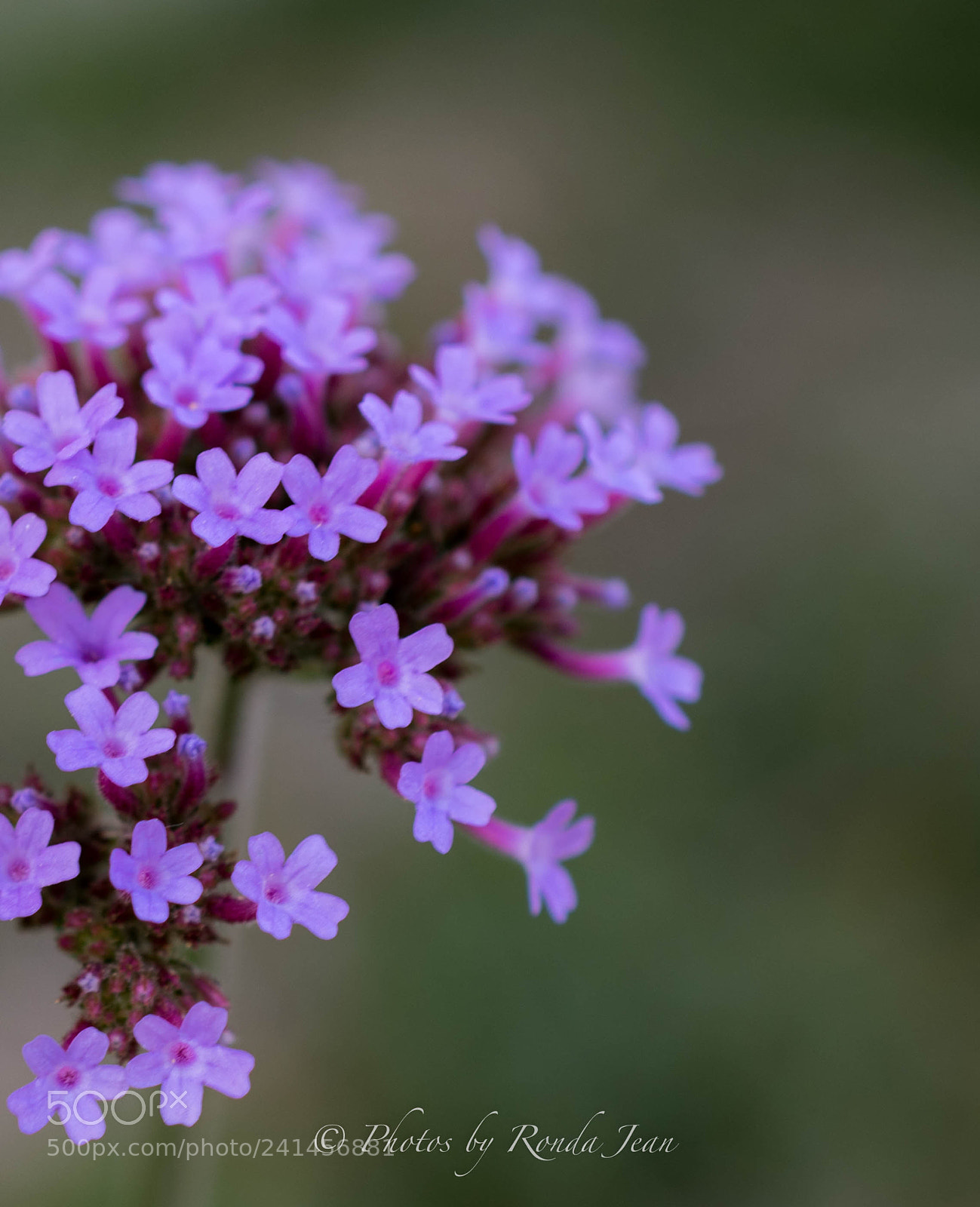 Nikon D500 sample photo. Untitled photography