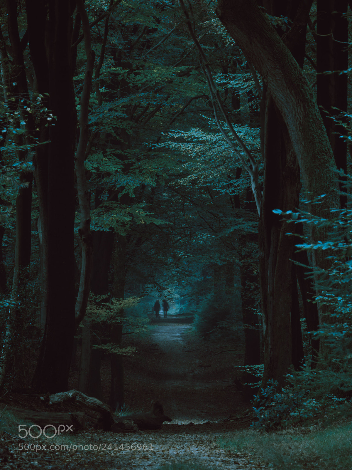 Canon EOS 750D (EOS Rebel T6i / EOS Kiss X8i) sample photo. Walking in the forest photography