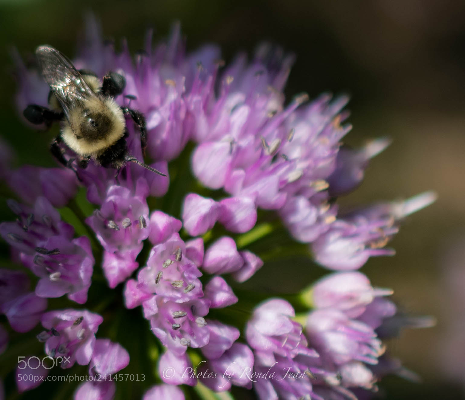 Nikon D500 sample photo. Untitled photography