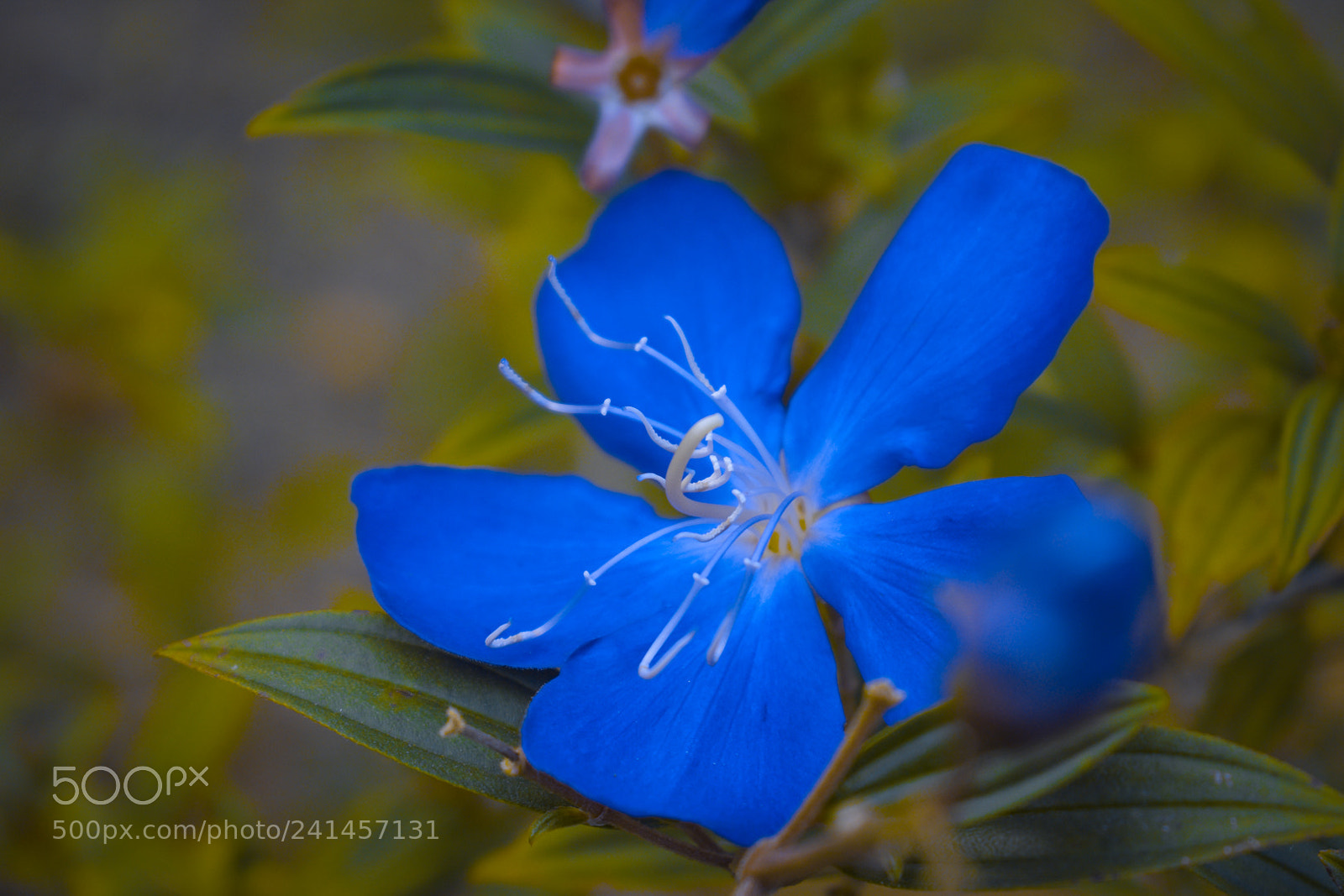 Nikon D3400 sample photo. Flower photography
