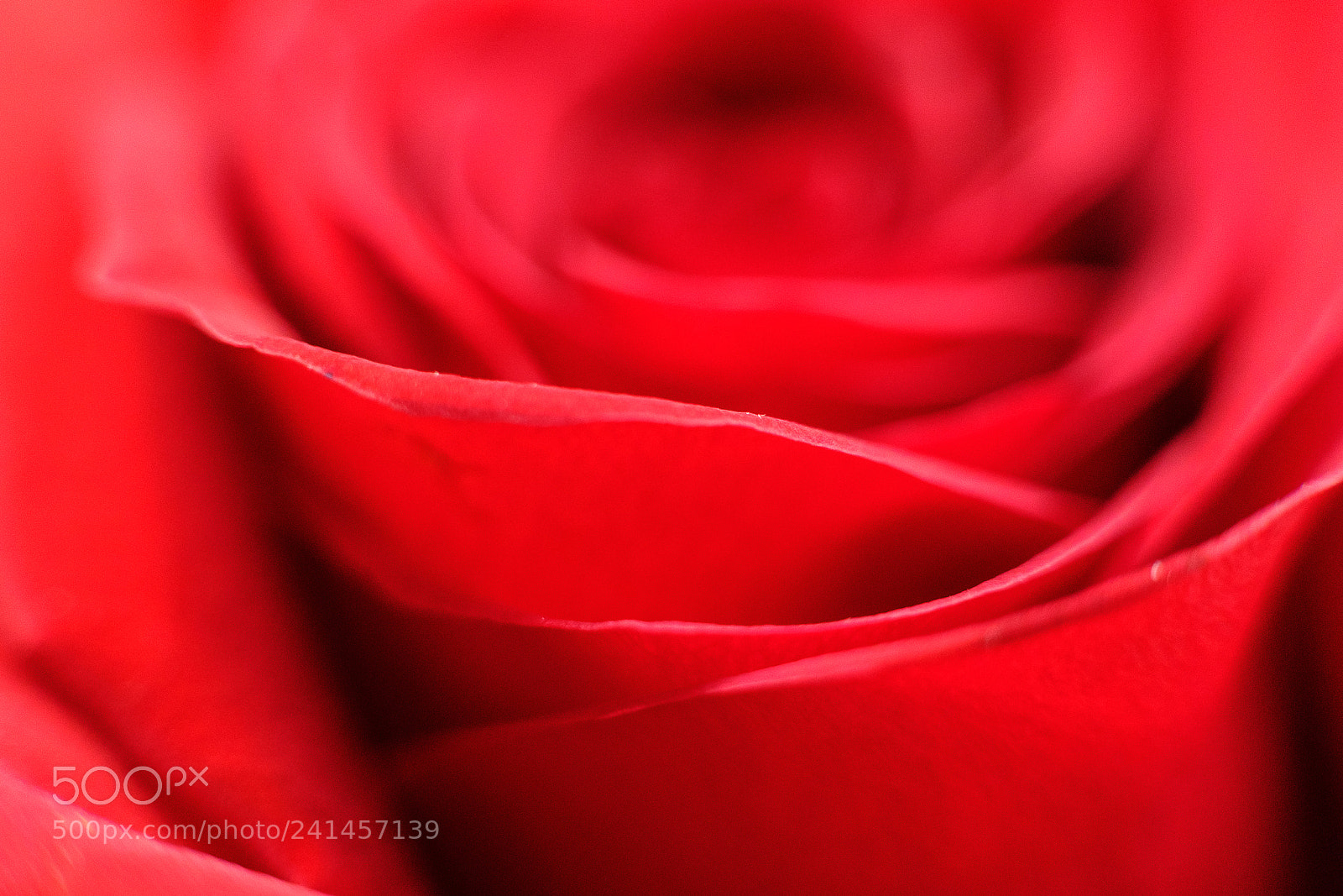 Fujifilm X-T20 sample photo. Red photography