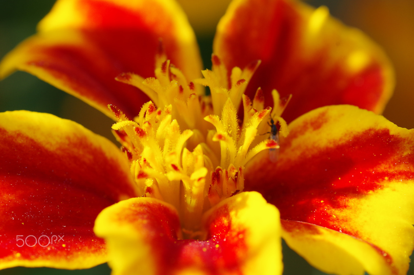 Pentax smc D-FA 100mm F2.8 Macro WR sample photo. 364 photography