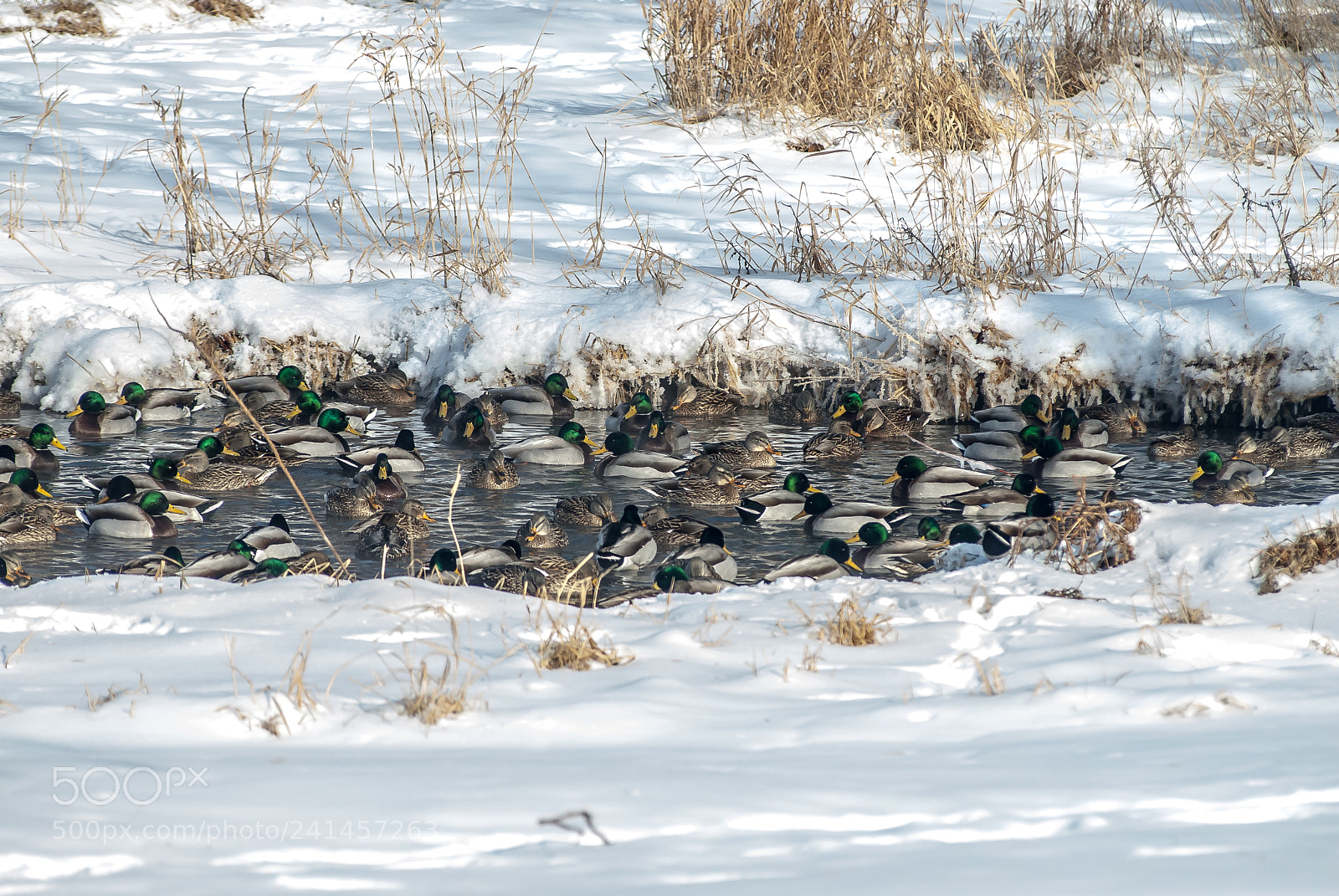Nikon D200 sample photo. Crowded pond photography