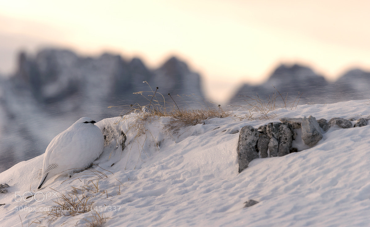 Nikon D800 sample photo. *** alone *** photography