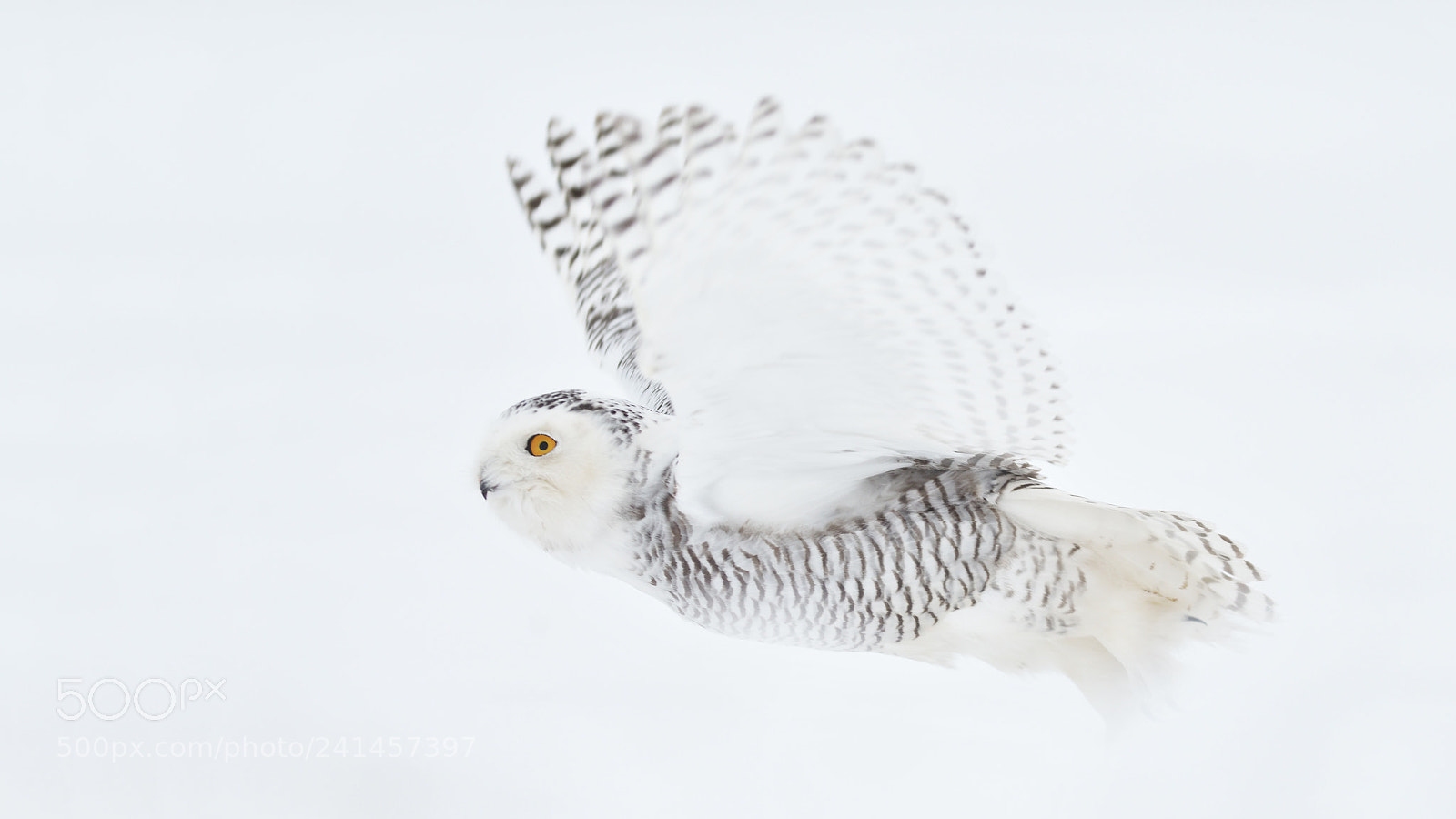 Nikon D500 sample photo. Blanc sur blanc photography