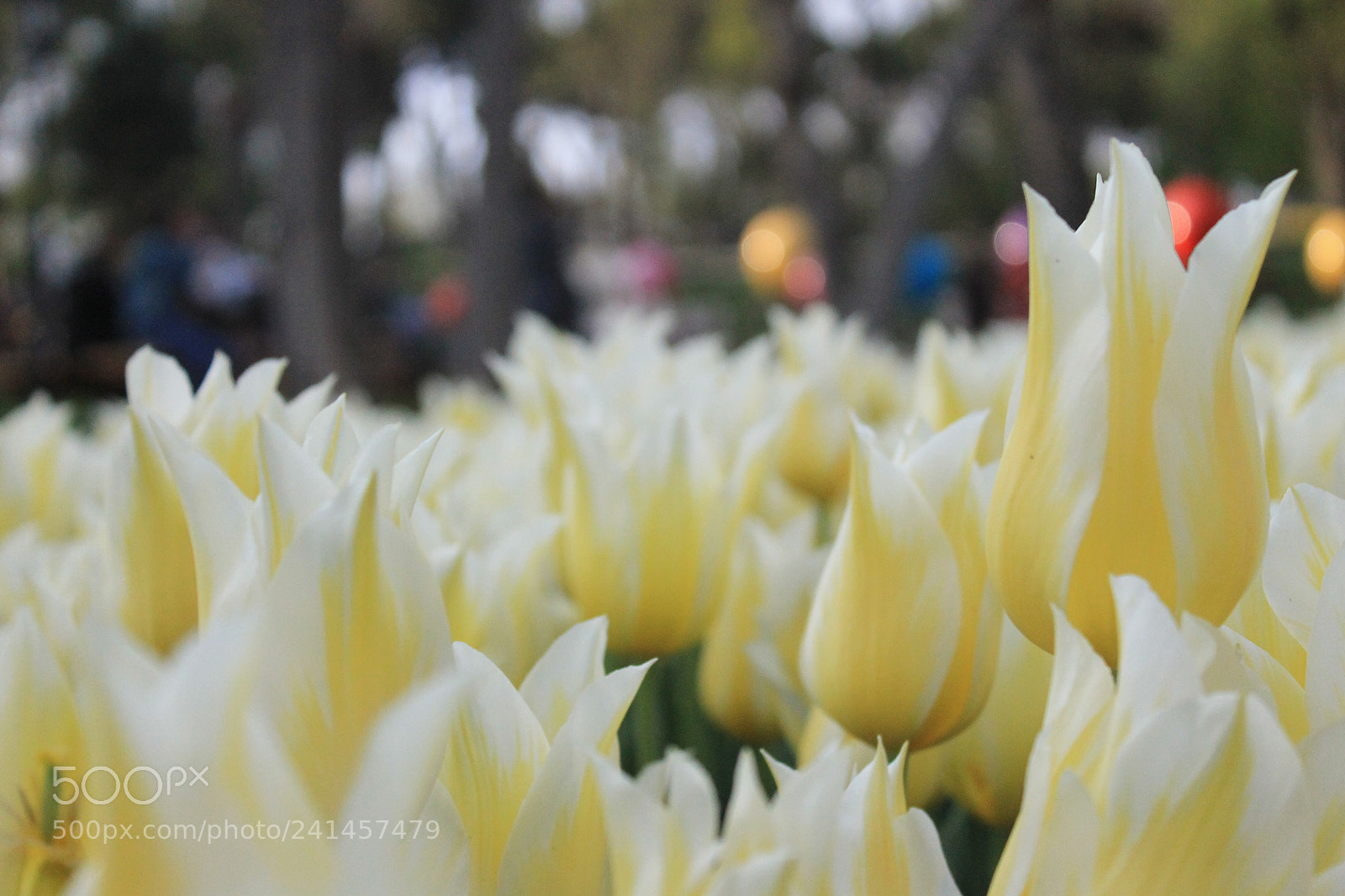 Canon EF-S 18-55mm F3.5-5.6 III sample photo. Untitled photography