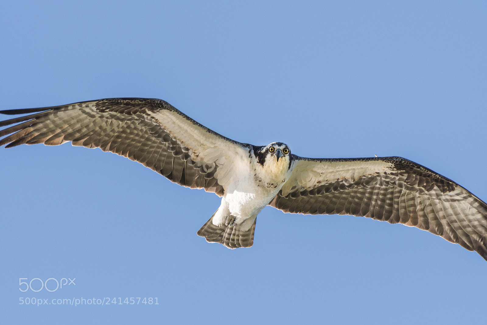 Nikon D500 sample photo. Osprey hunting, clam pass photography
