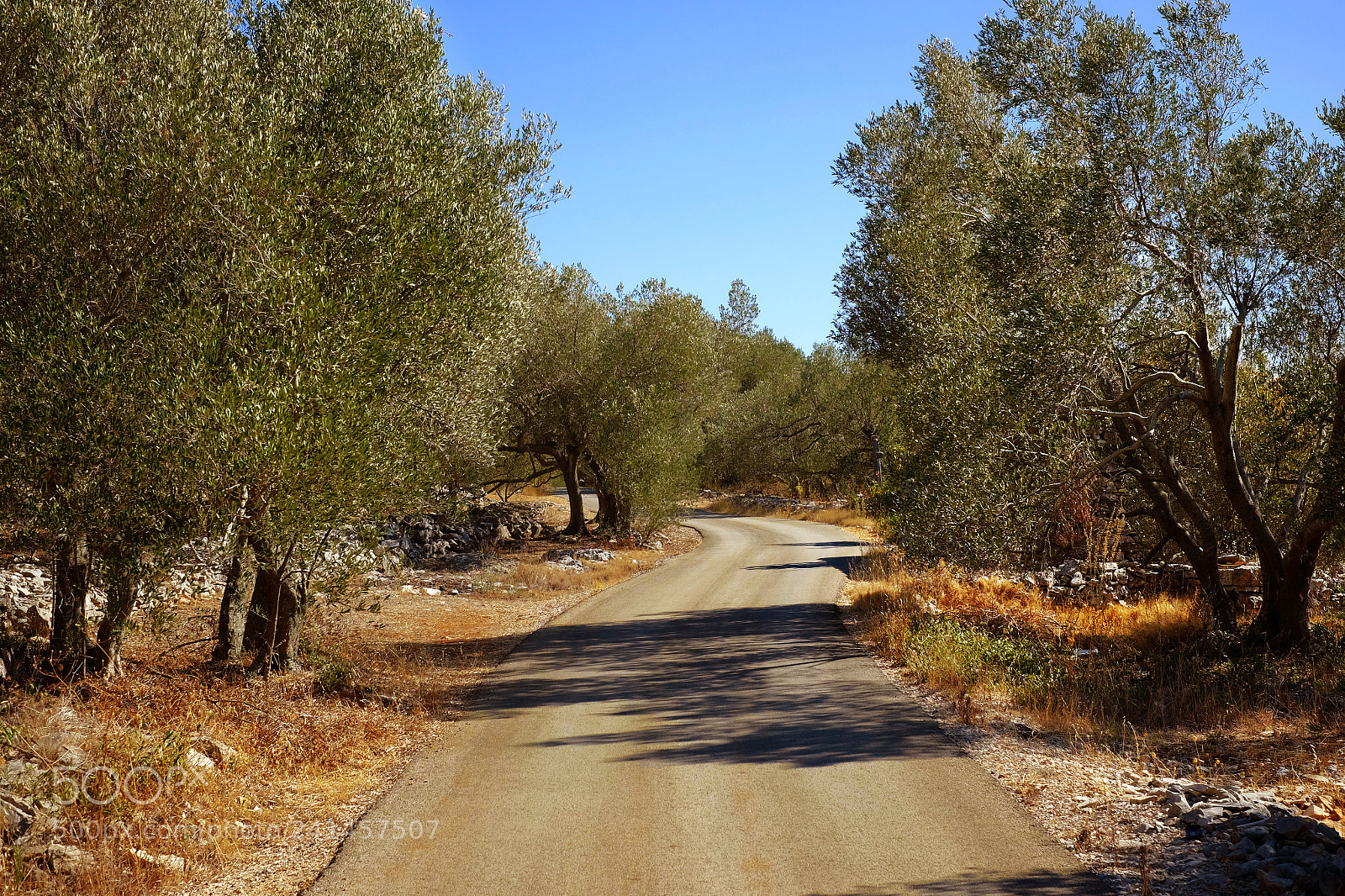 Fujifilm X-T10 sample photo. Olive drive photography