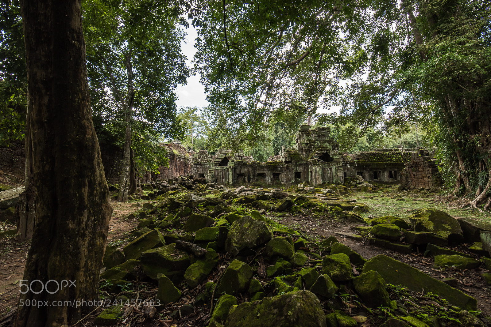 Nikon D810 sample photo. Green photography