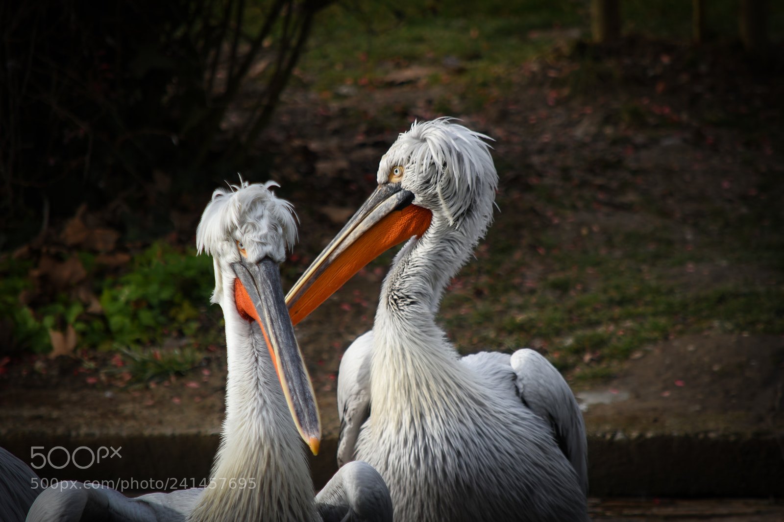 Nikon D5500 sample photo. Two pelicans photography