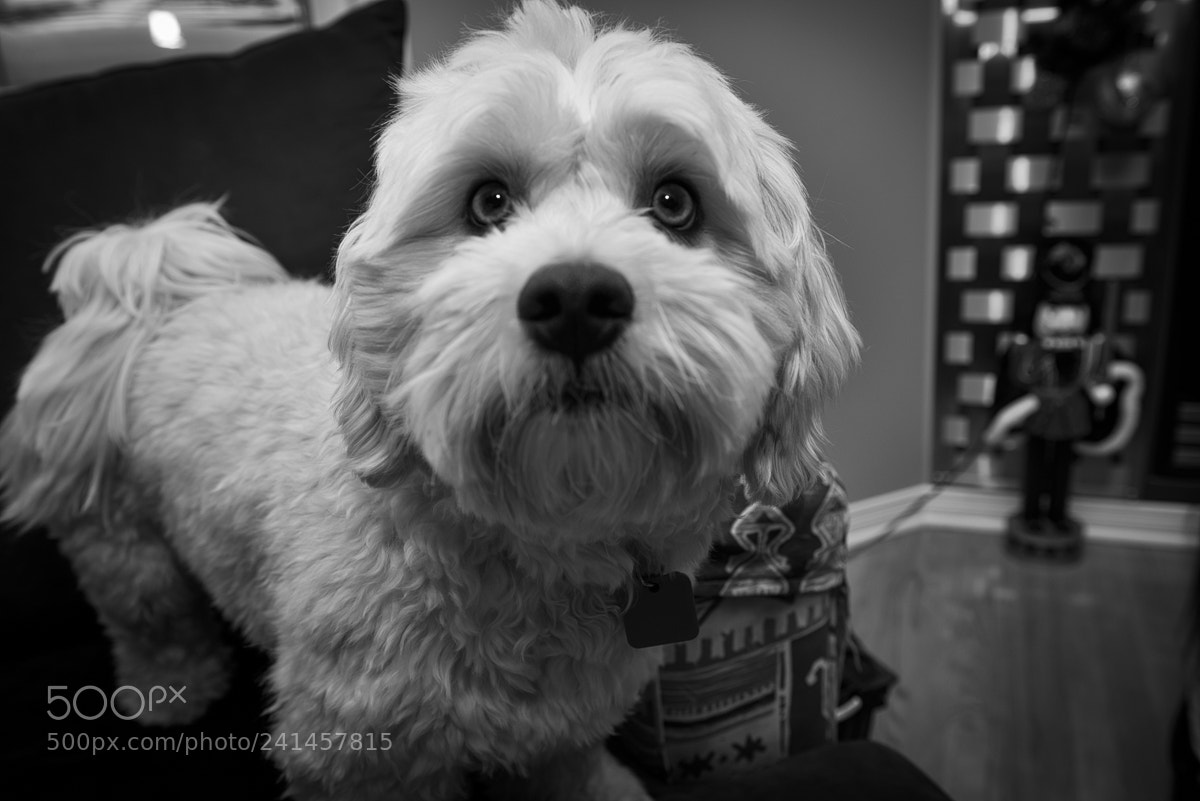Nikon D810 sample photo. I didn t do photography