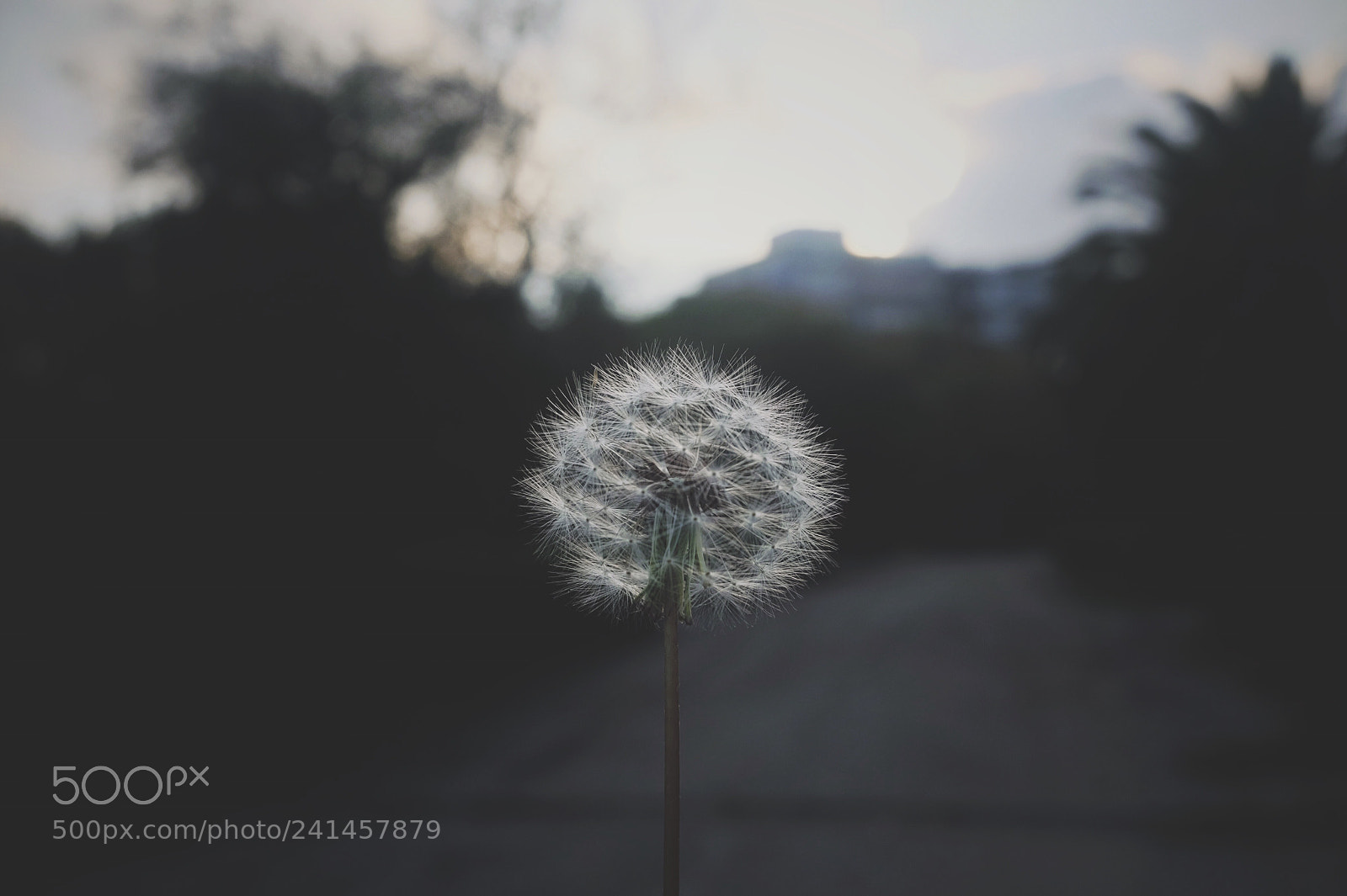Fujifilm X70 sample photo. Untitled photography