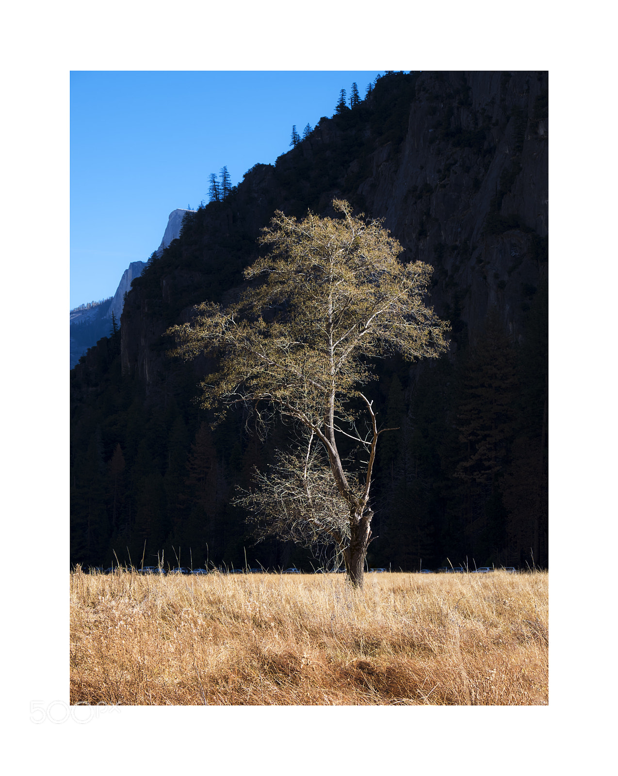 Fujifilm X-E3 sample photo. A tree ... photography