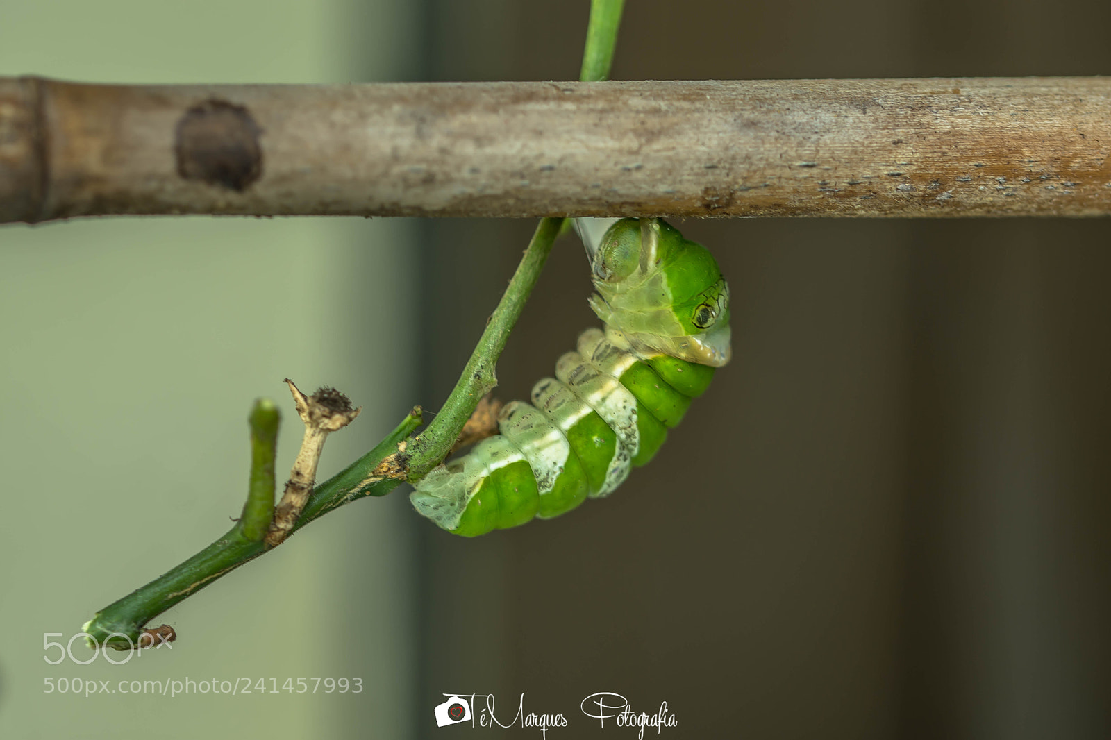 Nikon D7200 sample photo. Metamorphosis photography