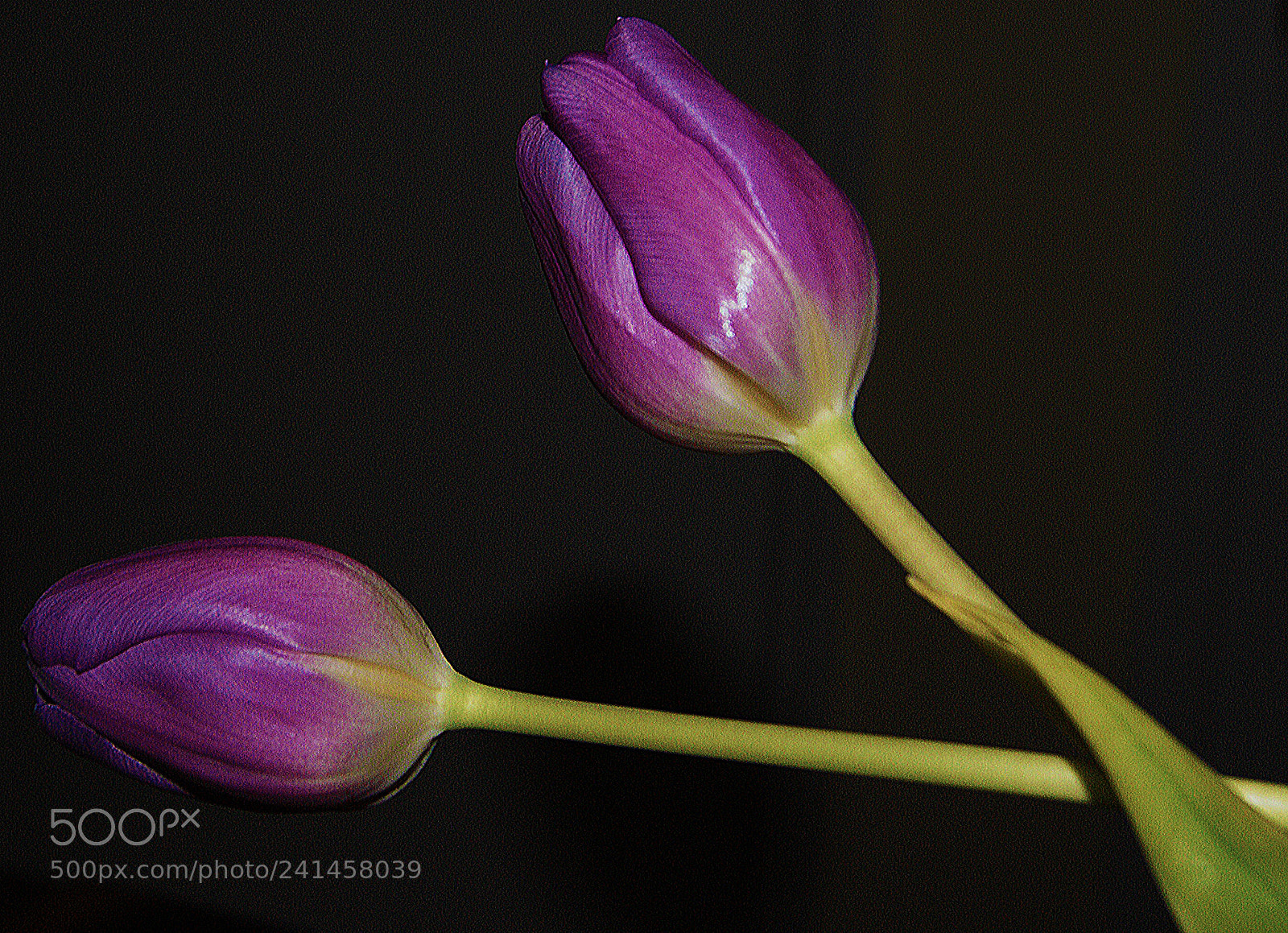 Sony Alpha DSLR-A230 sample photo. It takes two to photography