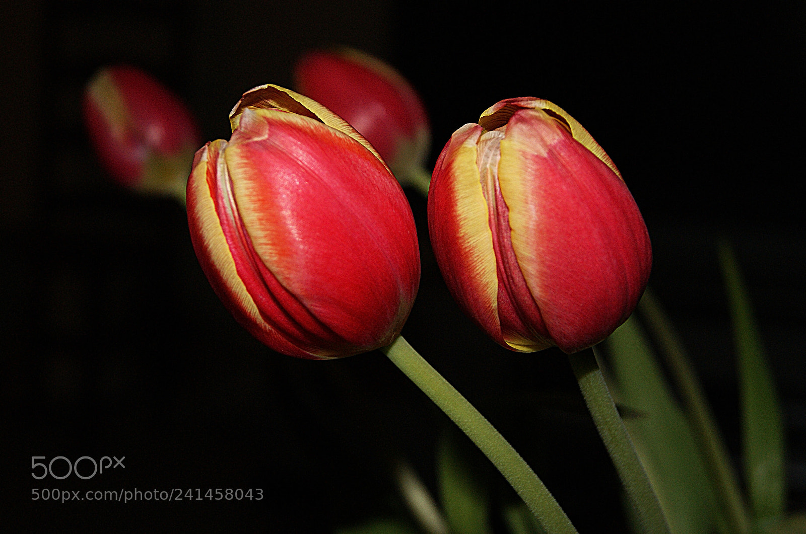 Sony Alpha DSLR-A230 sample photo. Sharing the spot light photography