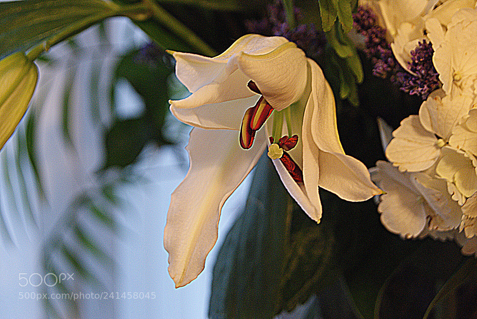 Sony Alpha DSLR-A230 sample photo. Painted lilly photography