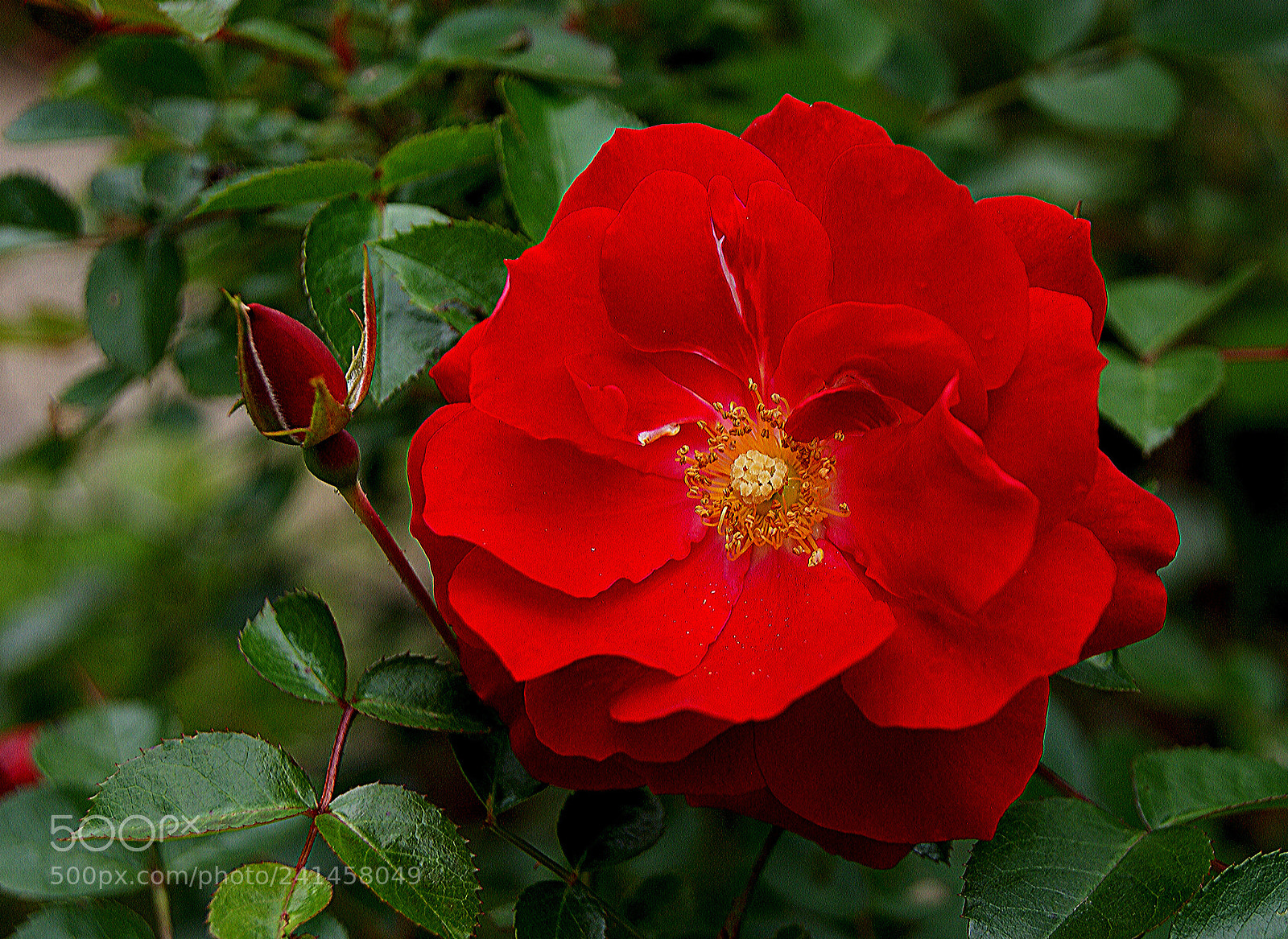 Sony Alpha DSLR-A230 sample photo. Spring rose photography