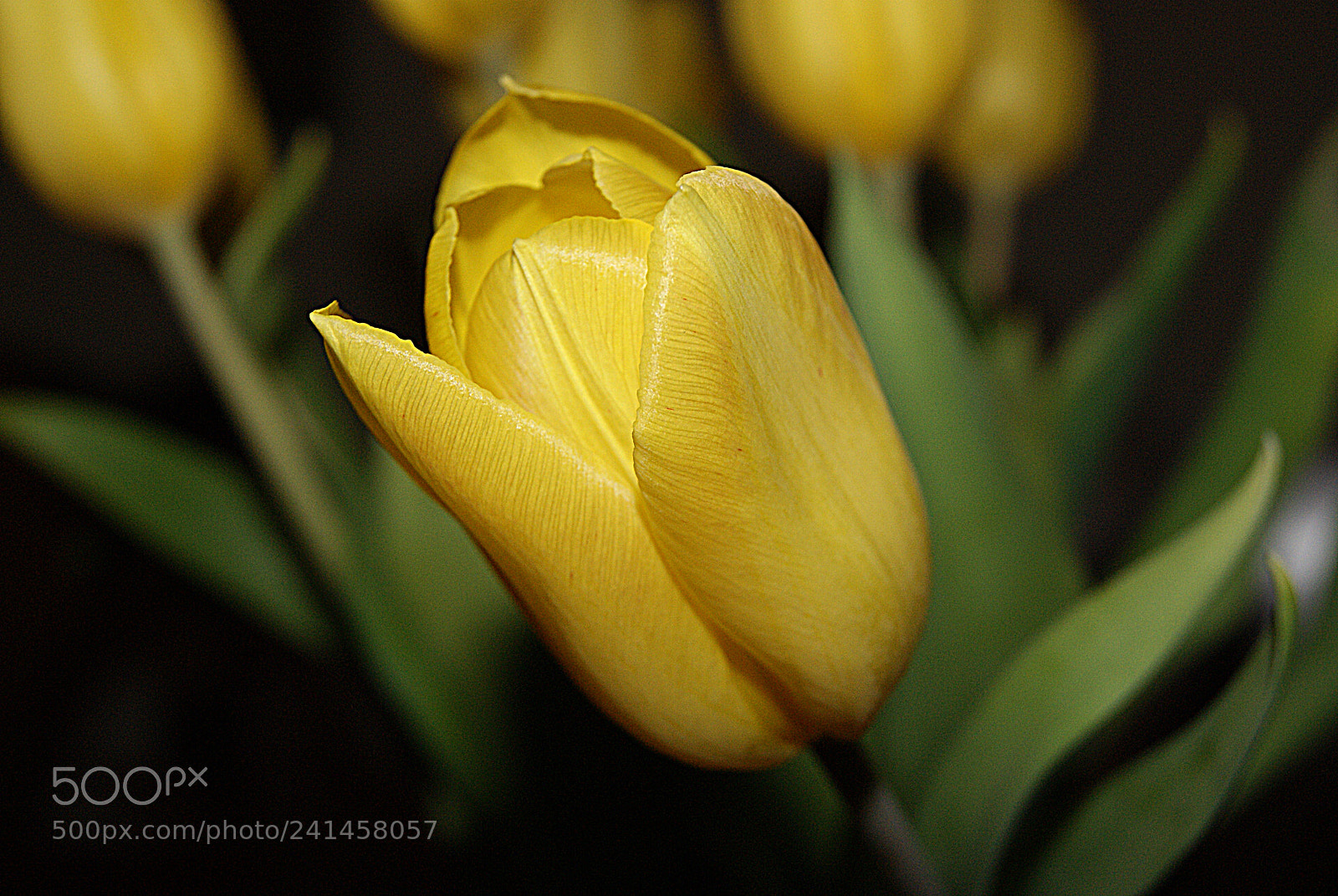 Sony Alpha DSLR-A230 sample photo. Yellow beauty photography