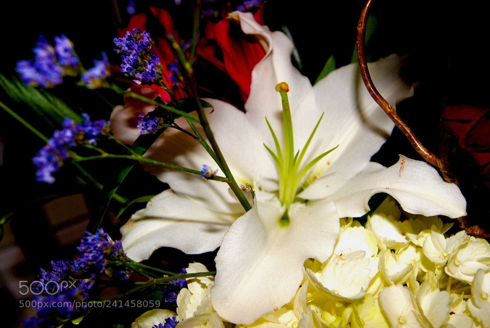 Sony Alpha DSLR-A230 sample photo. White lilly photography