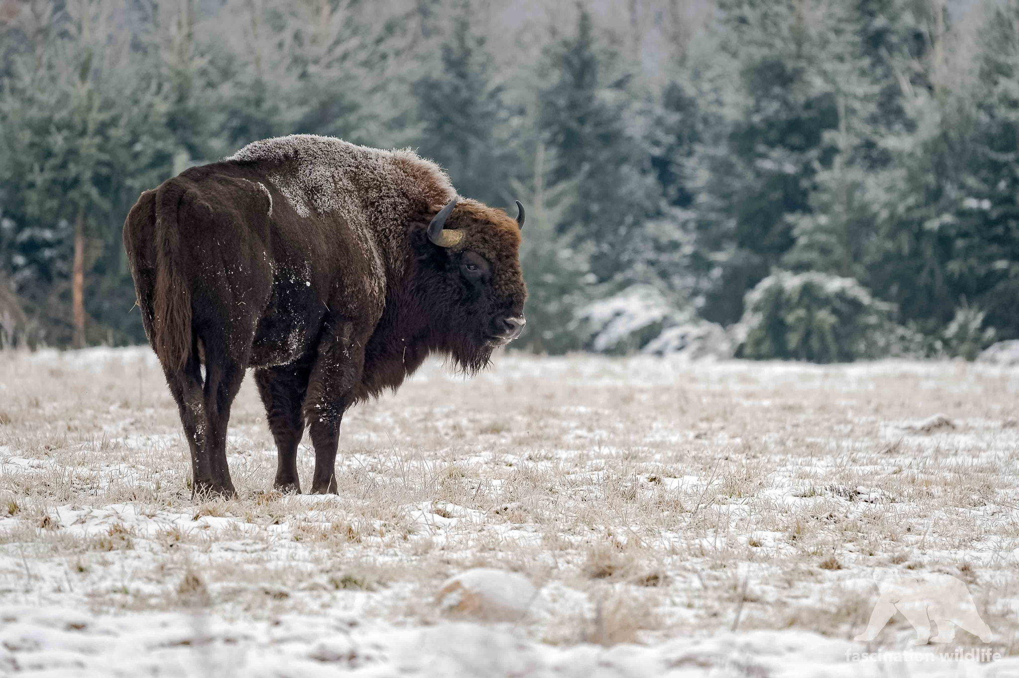 Sigma 150-600mm F5-6.3 DG OS HSM | S sample photo. Frosty morning photography
