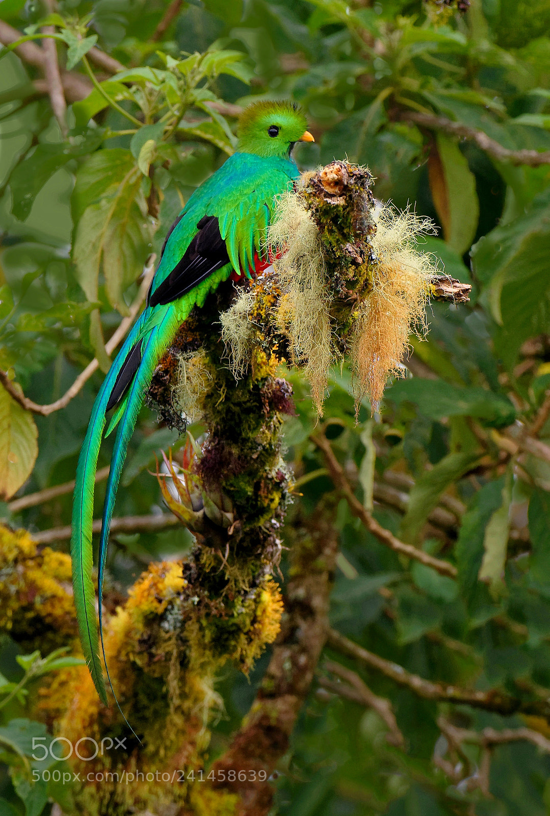 Nikon D810 sample photo. Quetzel photography
