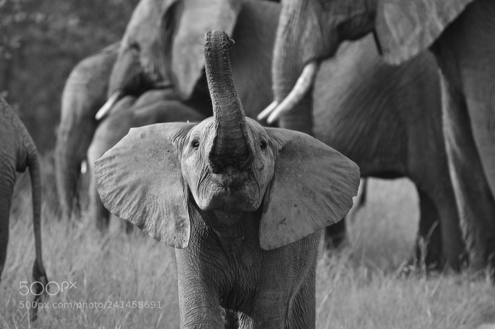 Nikon D7100 sample photo. Safari photography