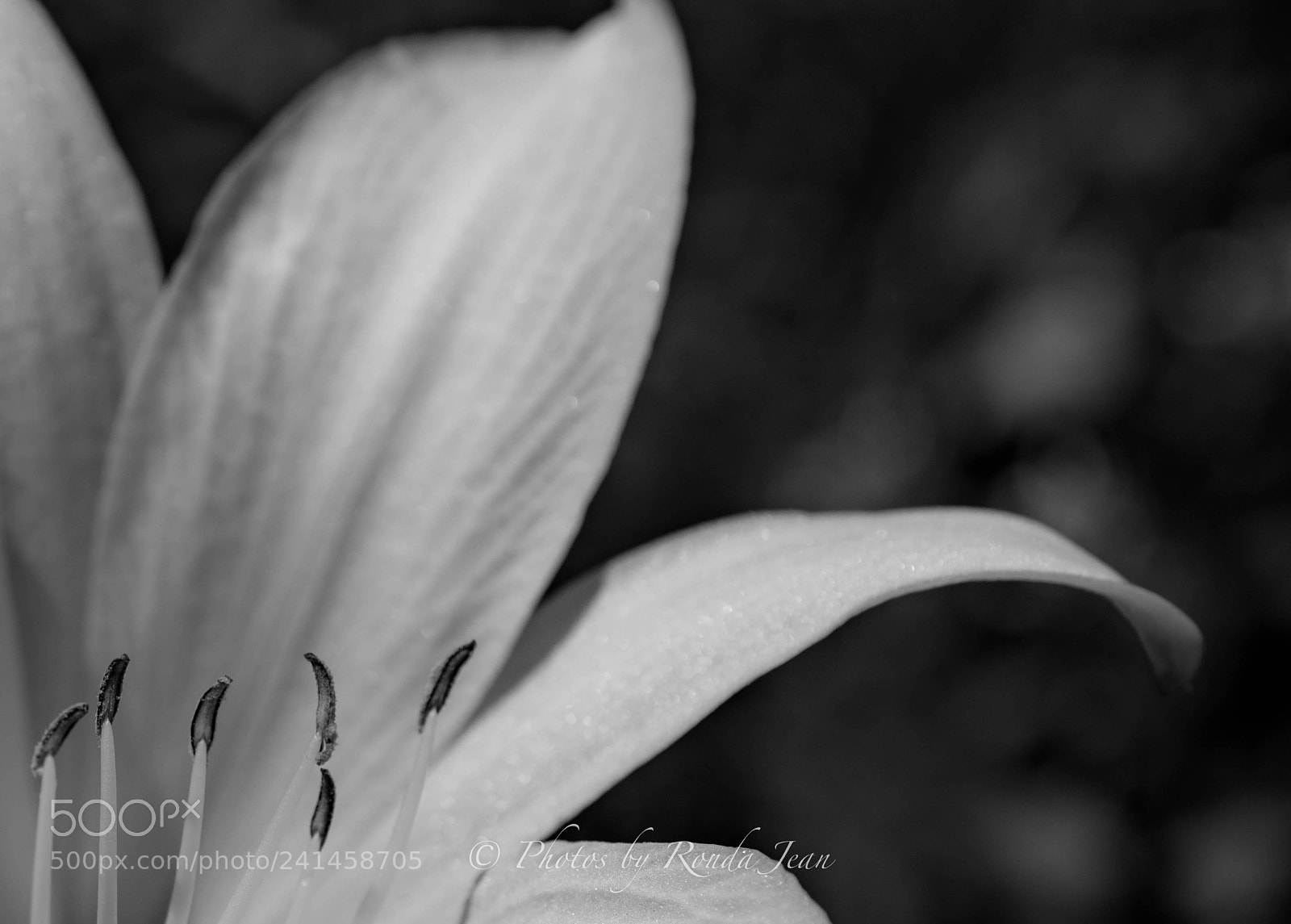 Nikon D500 sample photo. Untitled photography