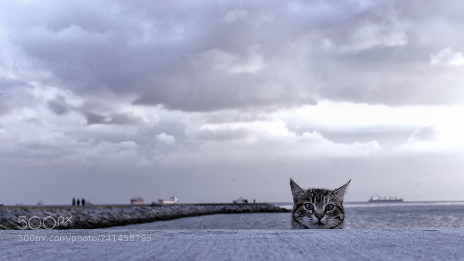 Nikon D7200 sample photo. Cat photography