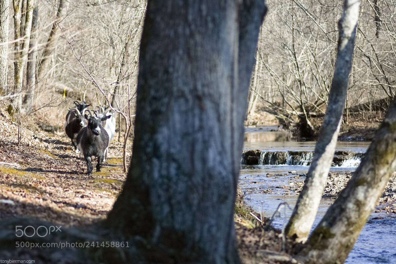 Nikon D7200 sample photo. Goats chasing waterfalls photography