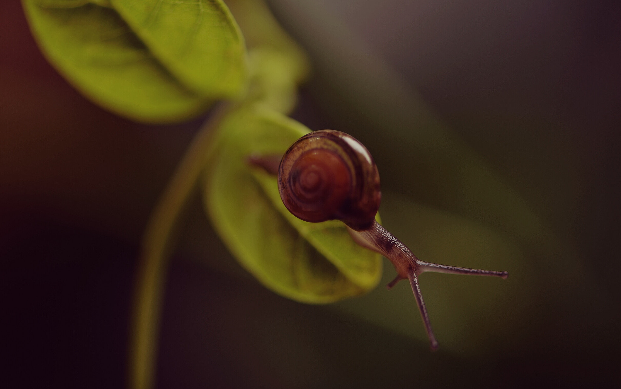 Nikon AF-S Micro-Nikkor 105mm F2.8G IF-ED VR sample photo