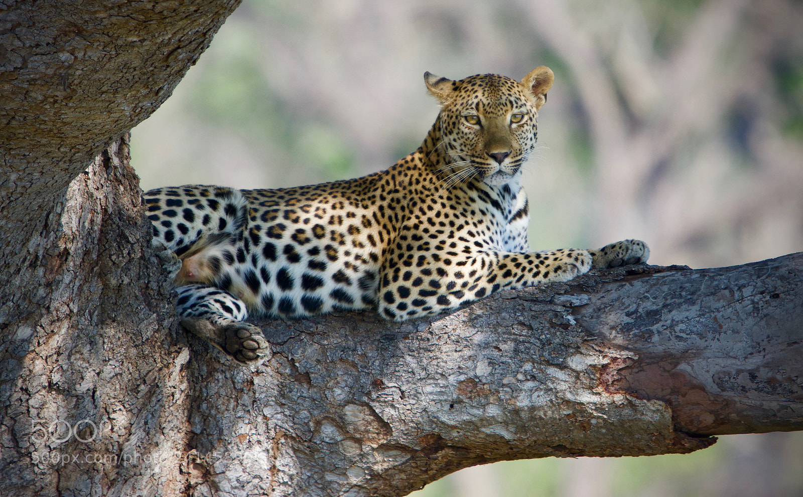 Nikon D7100 sample photo. Safari photography
