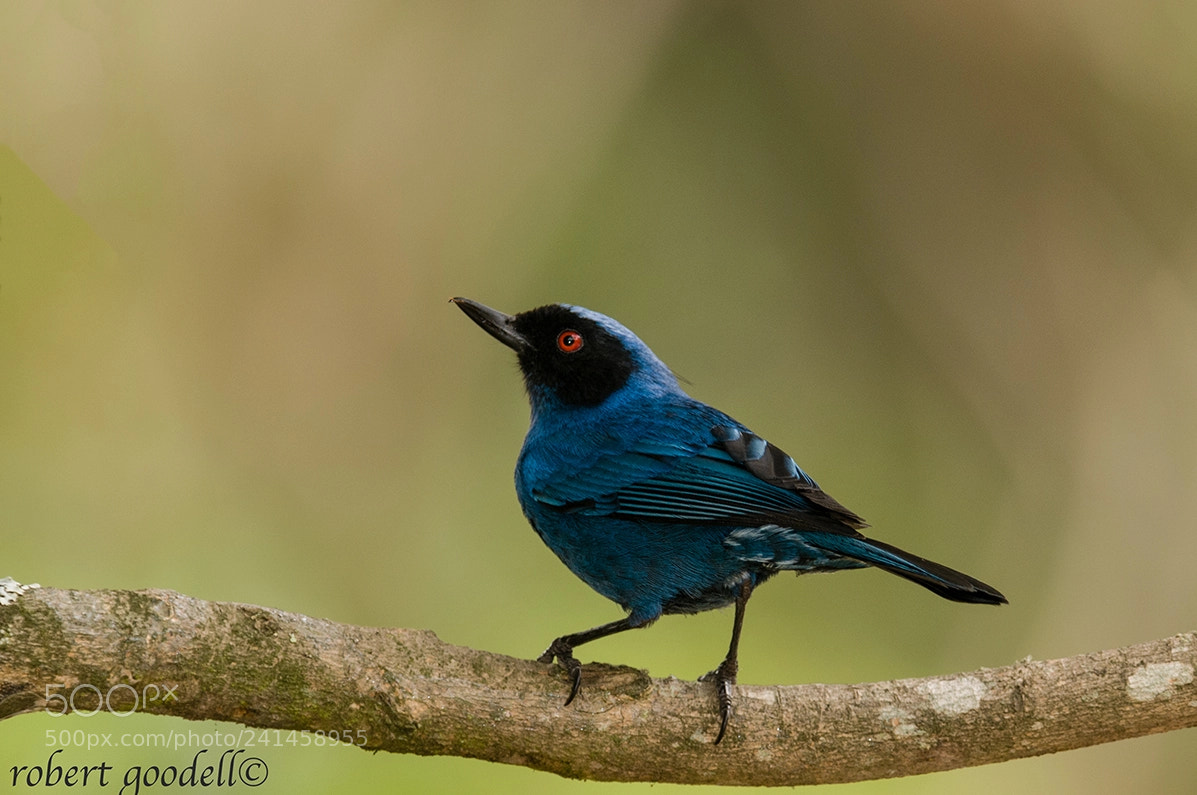 Nikon D300 sample photo. Masked flowerpiercer photography