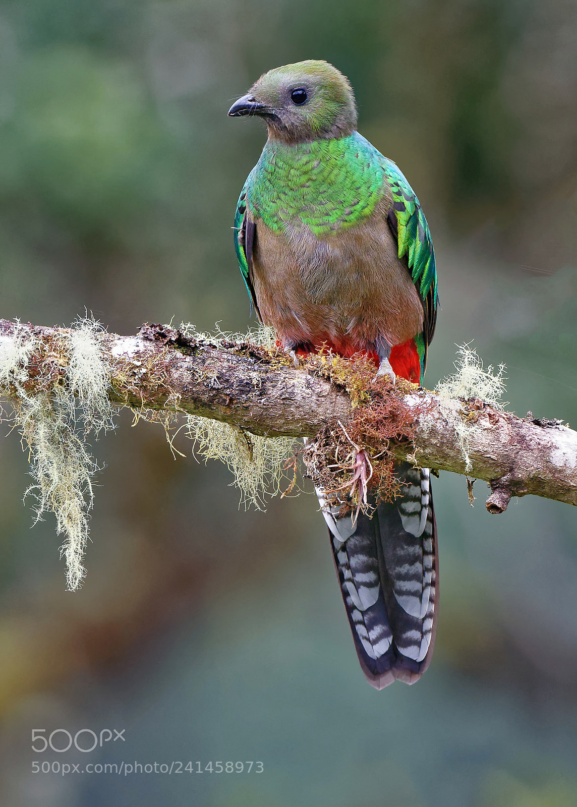 Nikon D810 sample photo. Female quetzel photography