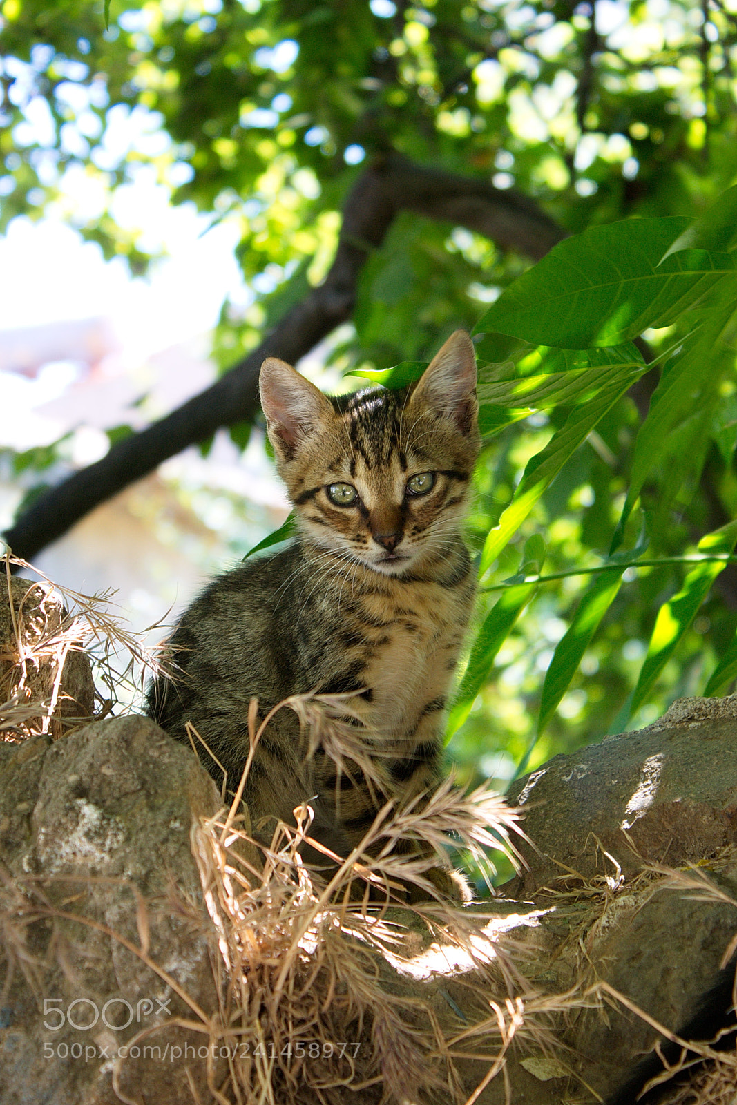 Canon EF-S 18-55mm F3.5-5.6 IS sample photo. Kitten photography