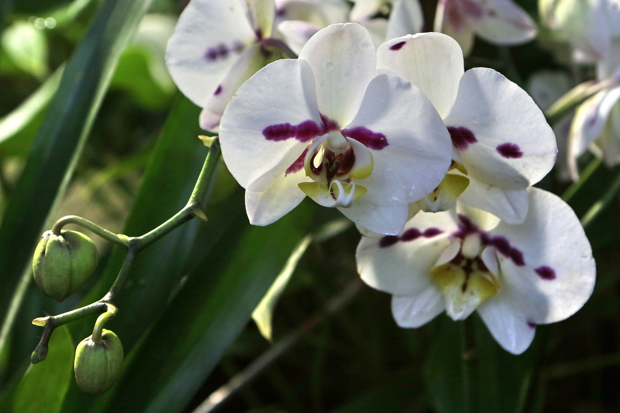 Canon EF 24-70mm F2.8L USM sample photo. Orchids photography