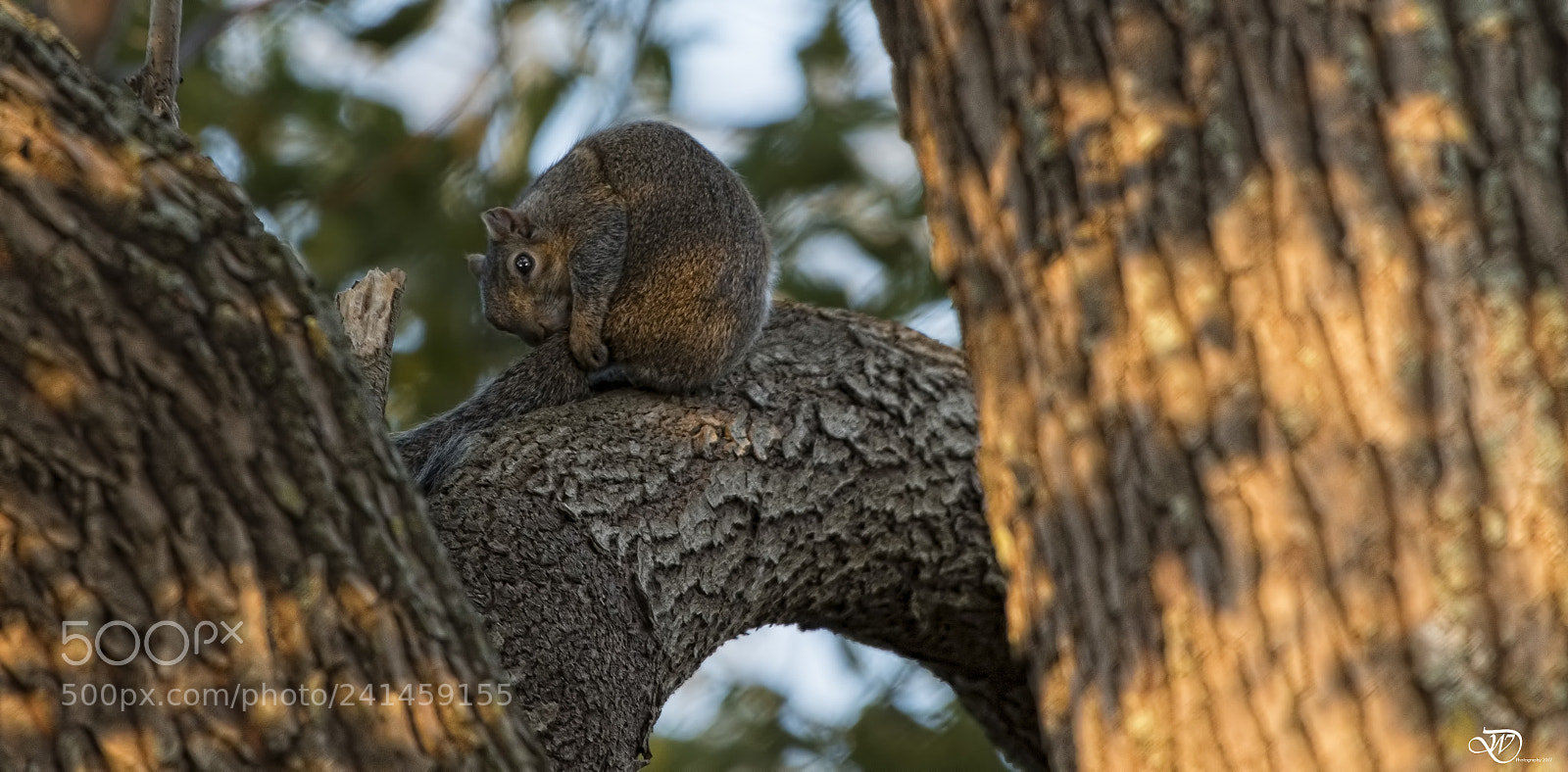 Nikon D500 sample photo. Squirrel photography