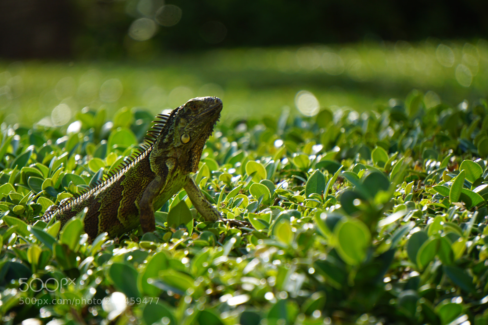 Sony E 55-210mm F4.5-6.3 OSS sample photo. Green glow photography
