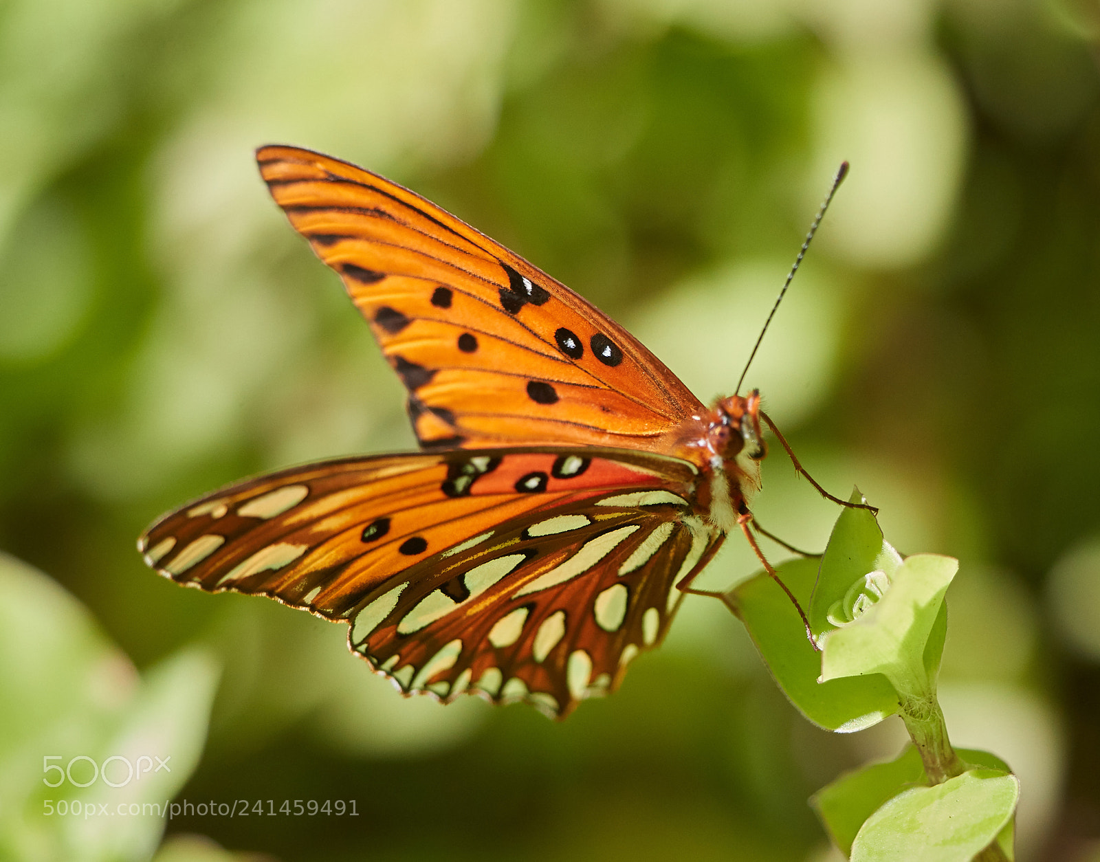 Canon EOS-1D X Mark II sample photo. 01-05-18-7982.jpg photography