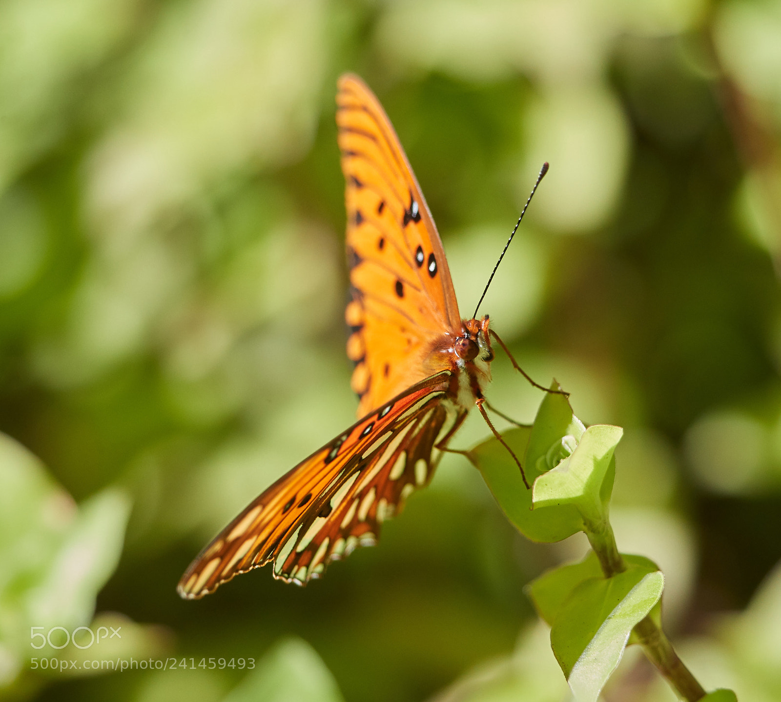 Canon EOS-1D X Mark II sample photo. 01-05-18-7983.jpg photography