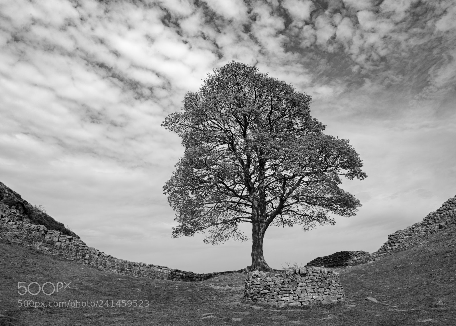 Canon EOS-1D X sample photo. Sycamore gap photography