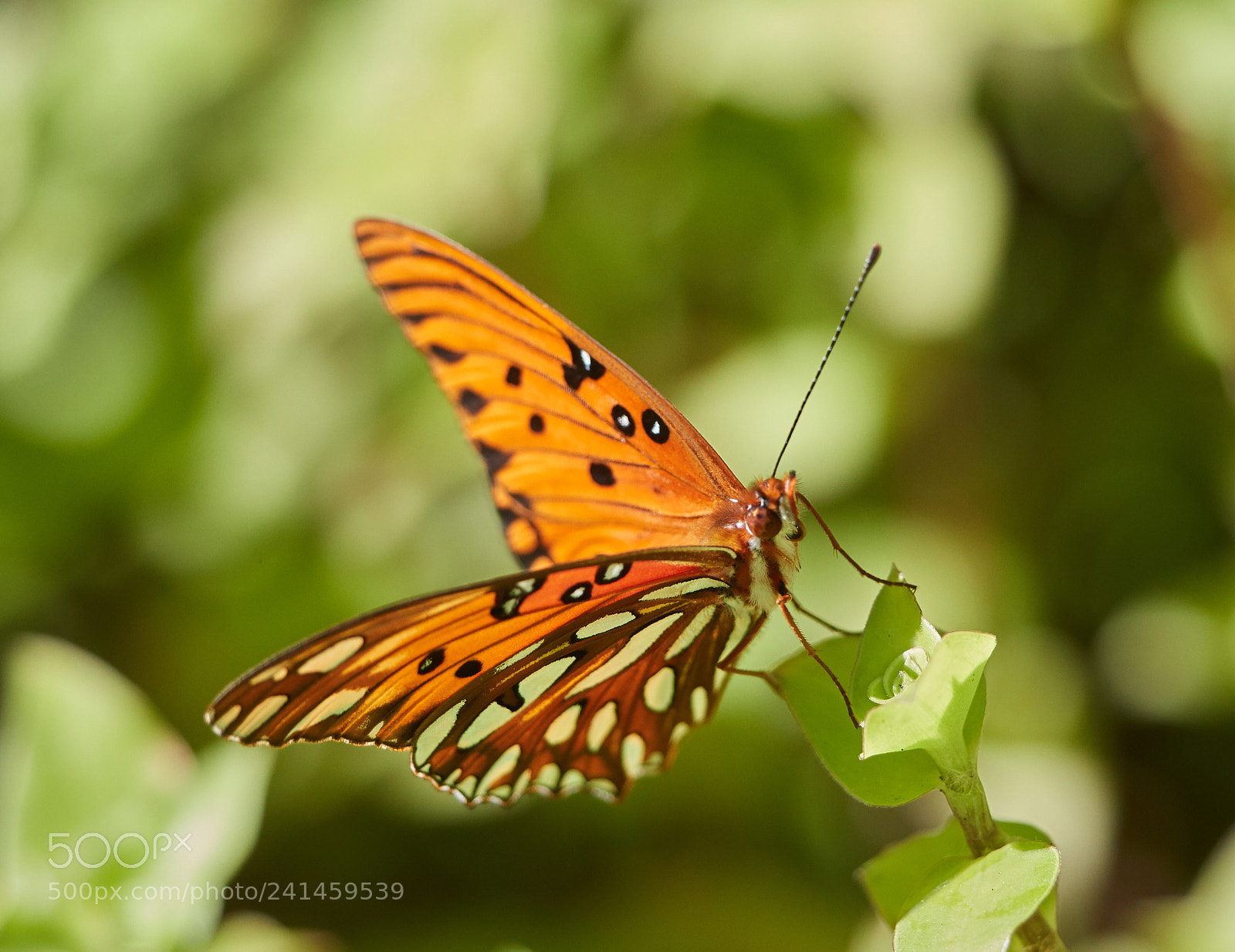Canon EOS-1D X Mark II sample photo. 01-05-18-7981.jpg photography