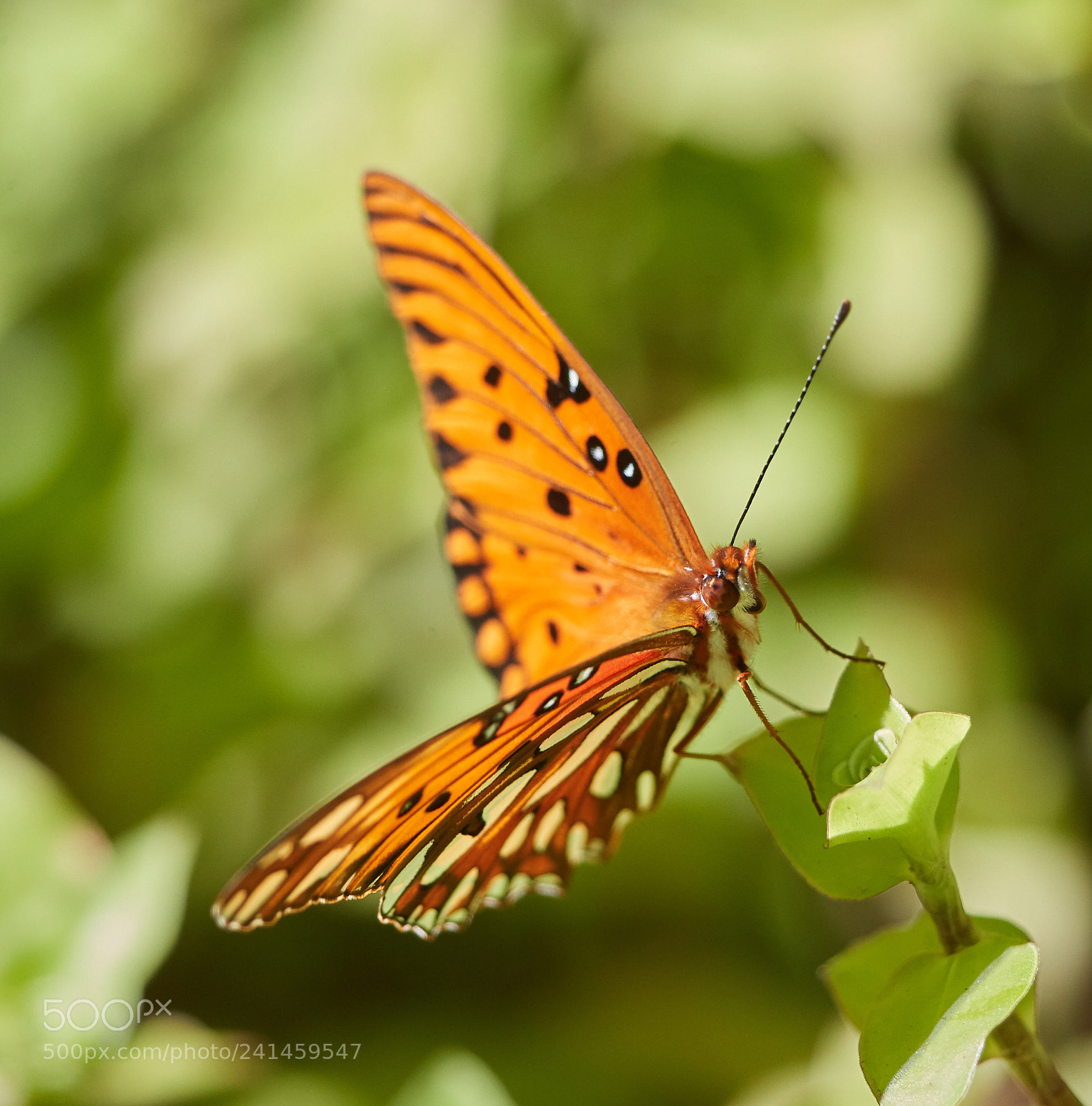 Canon EOS-1D X Mark II sample photo. 01-05-18-7985.jpg photography