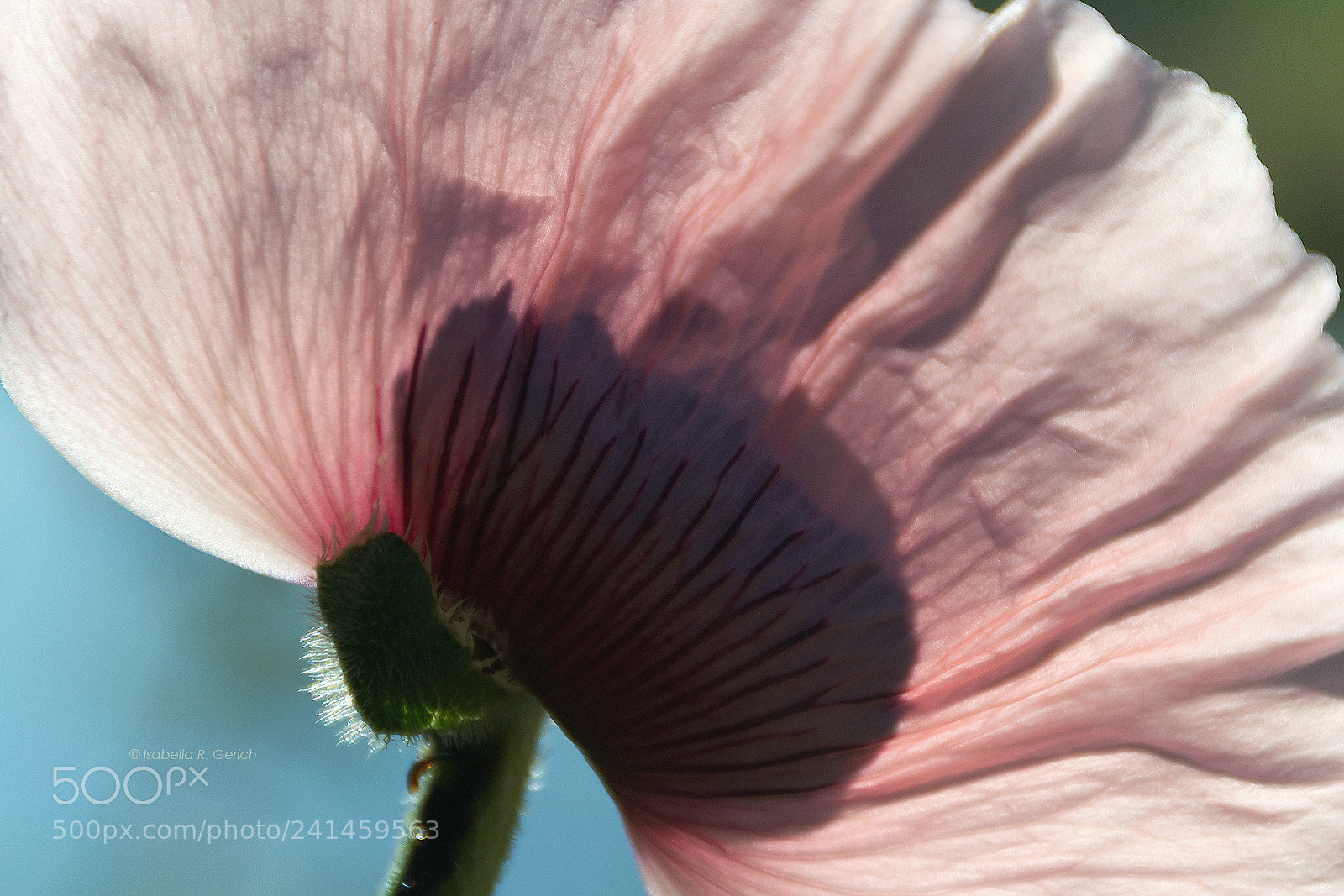 Nikon D3100 sample photo. Chinese fan photography