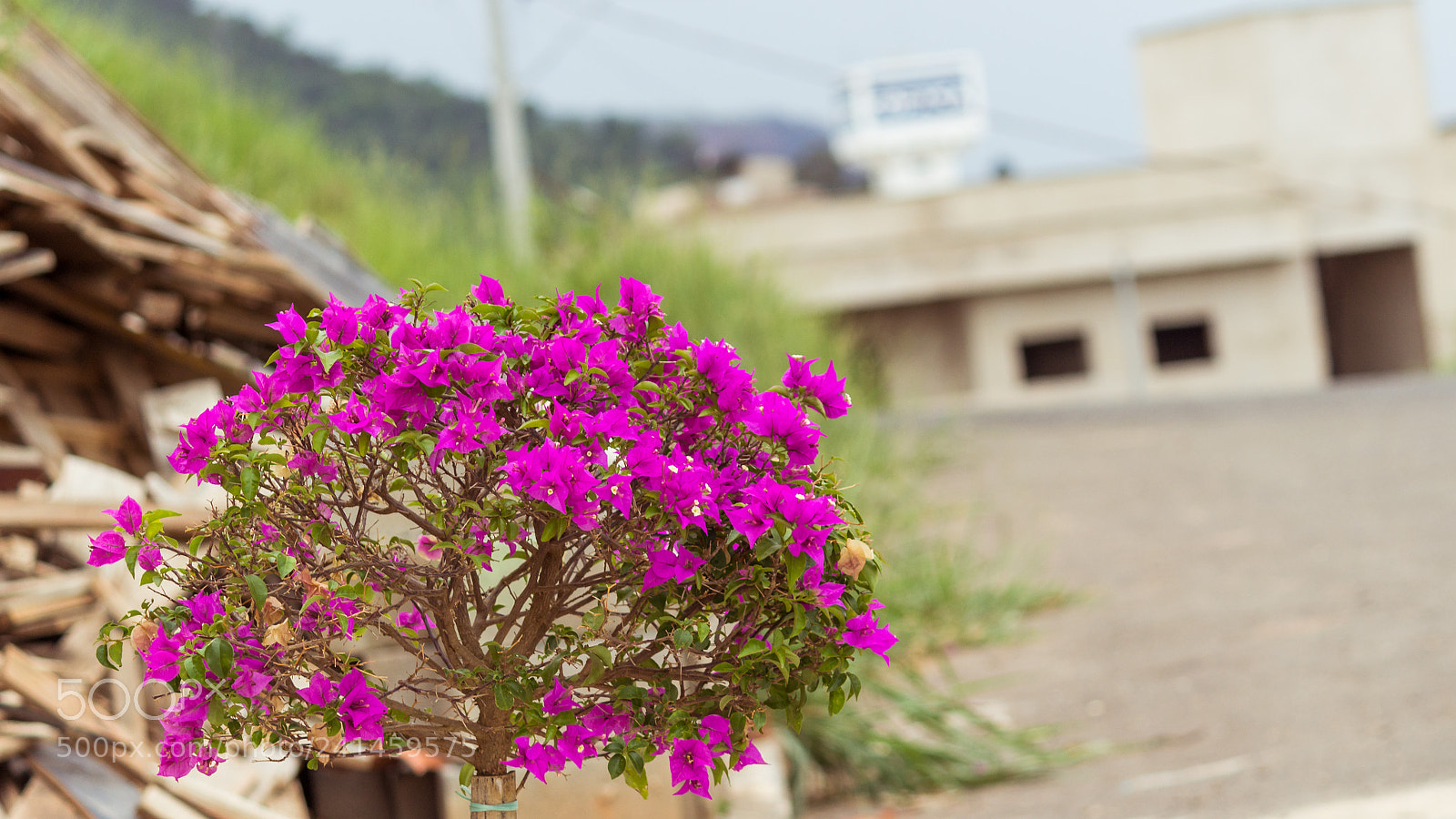 Canon EOS 1200D (EOS Rebel T5 / EOS Kiss X70 / EOS Hi) sample photo. Some flowers photography