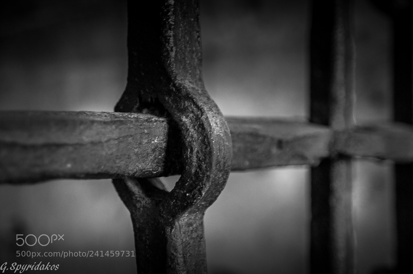 Nikon D700 sample photo. Into the cell photography