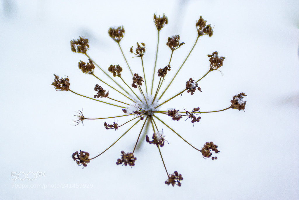 Pentax K10D sample photo. Firework of the nature photography