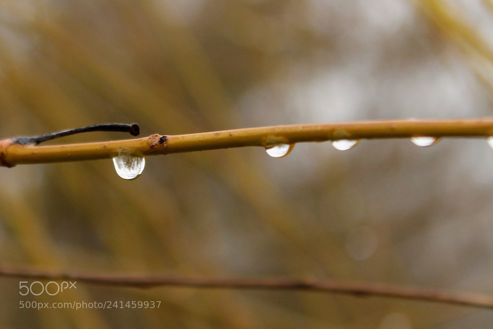 Canon EOS 1200D (EOS Rebel T5 / EOS Kiss X70 / EOS Hi) sample photo. Drops photography