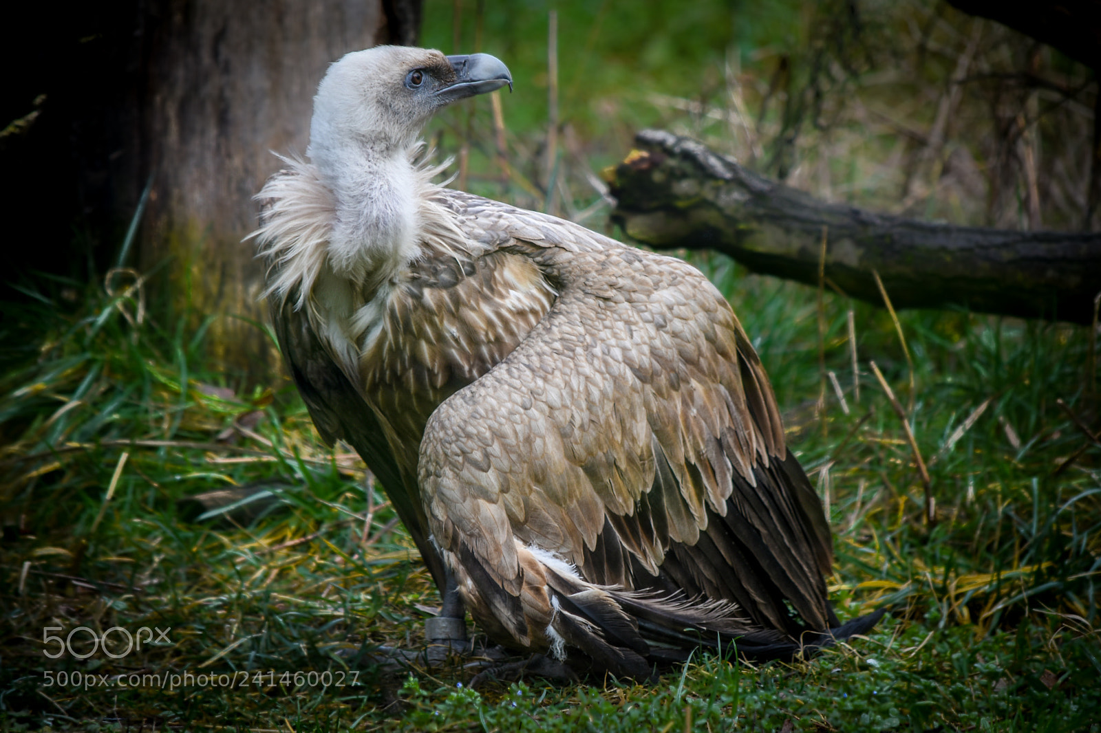 Nikon D5500 sample photo. Griffon vulture photography