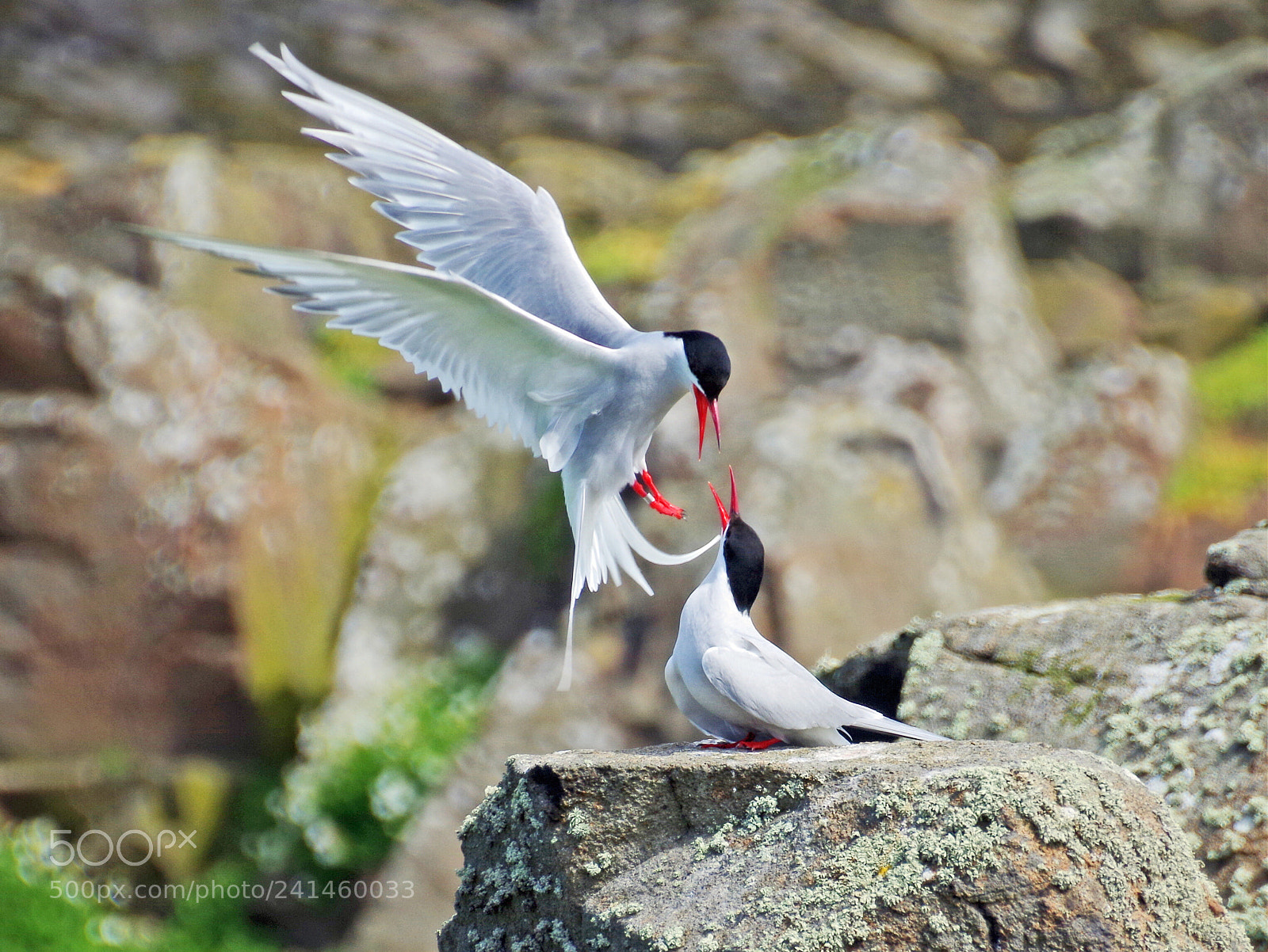 Pentax K-50 sample photo. Arctic terns on the photography
